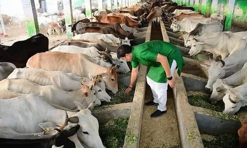 MUZAFFARNAGAR-तीन नगर पंचायतों को गौशालाओं के लिए मिले 53.25 लाख