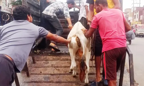 जानसठ रोड से निराश्रित गौवंशों को पकड़कर सेंचुरी भिजवाया