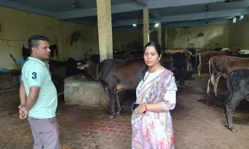 एसडीएम द्वारा अस्थायी गौशालाओं का निरीक्षण, साफ-सफाई और चारे की गुणवत्ता पर जोर