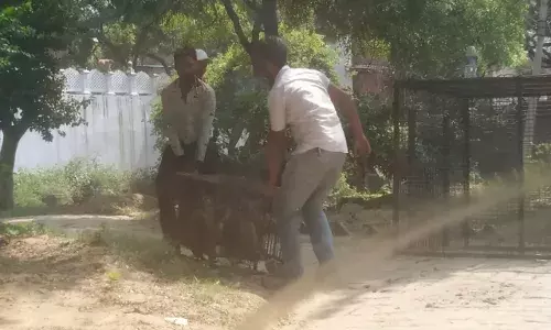 पालिका ने शुरू किया खूंखार बंदरों को पकड़ने का अभियान